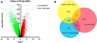 A Novel Immune-Related ceRNA Network and Relative Potential Therapeutic Drug Prediction in ccRCC